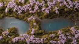 Gamers Grass: Lavender Flowers