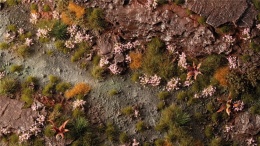 Gamers Grass: Pink Orchid Tiny Flowers