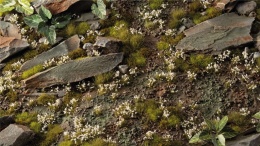 Gamers Grass: White Lily Tiny Flowers